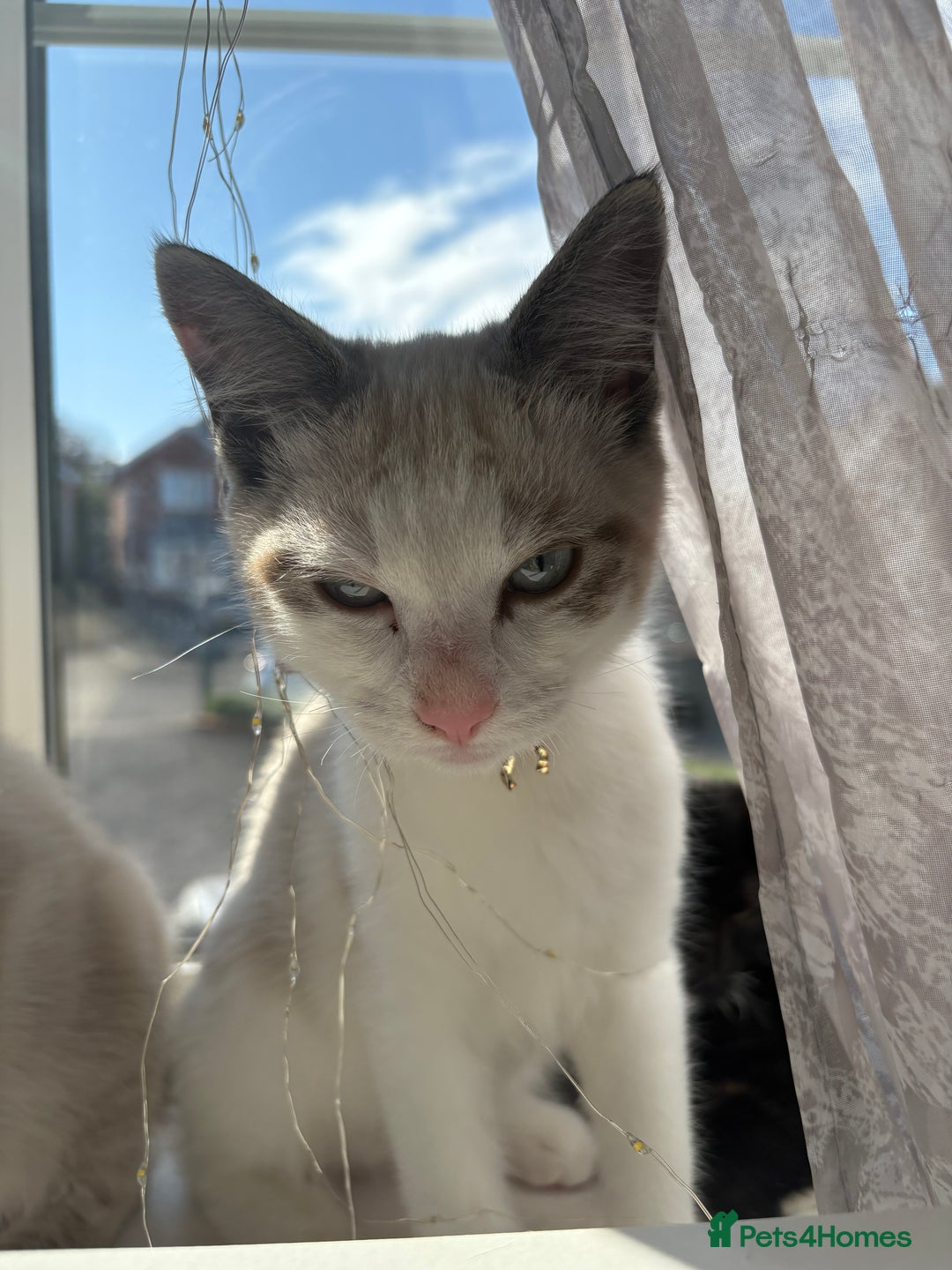 Ragdoll cats for sale: Adorable male kittens looking for loving homes - Image 5