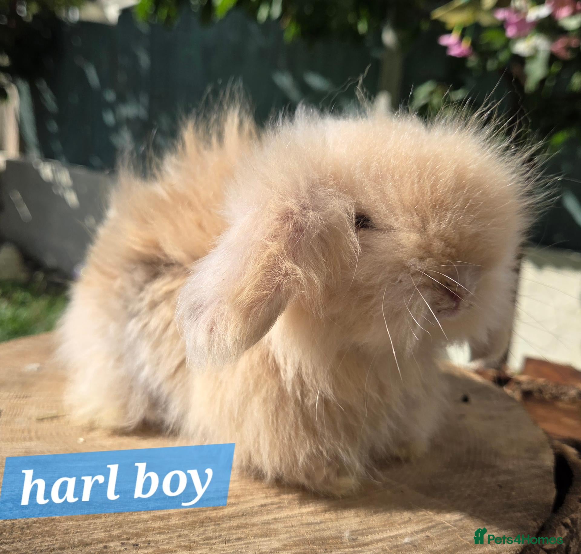 Angora rabbits  Super fluffy baby teddywidders ready to go now  - Advert 2