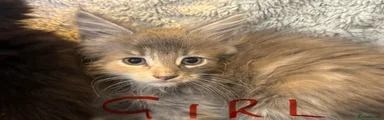 Mixed Breed 11