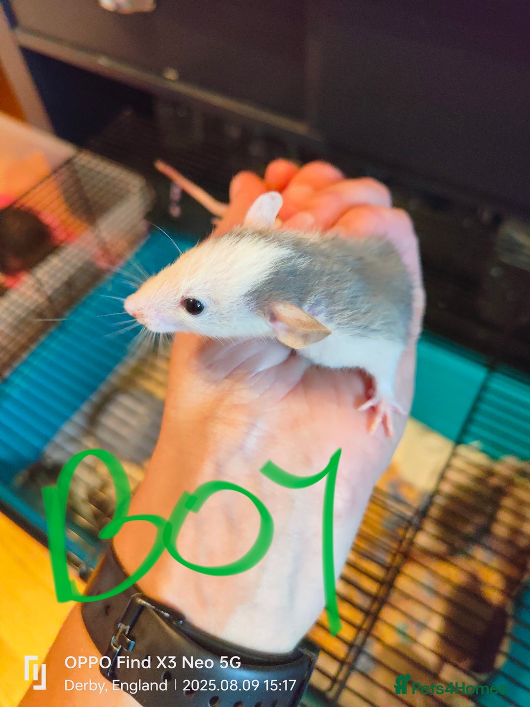 Rat rodents for sale: Dumbo rex Rats - Image 1