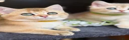 British Shorthair cats for sale: British sh blue golden kittens GCCF  - Advert 3