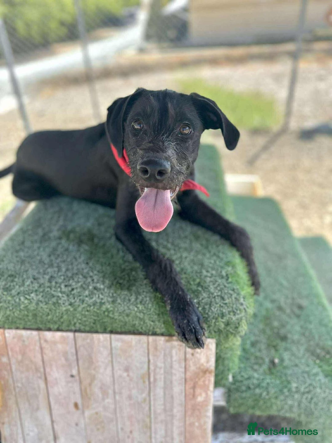 Mixed Breed dogs for adoption: 🐾 Meet Yukon – Your New Best Friend! 🐾 - Image 6