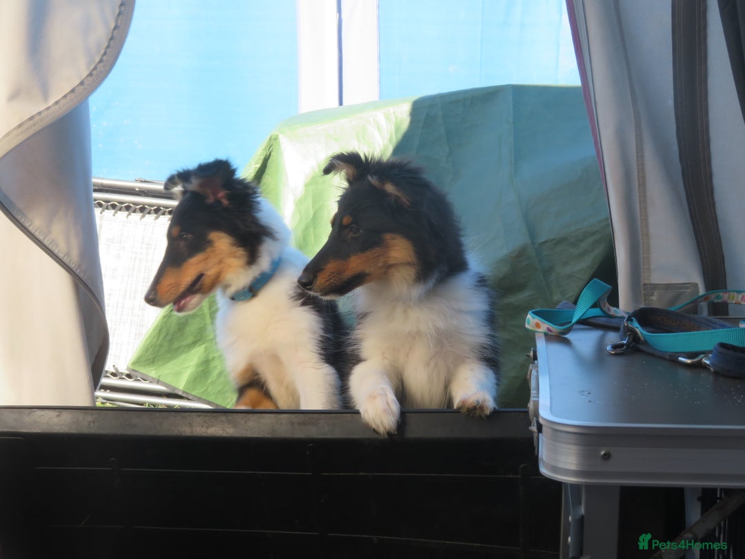 Mixed Breed dogs for sale: Rough collie cross  - Image 7