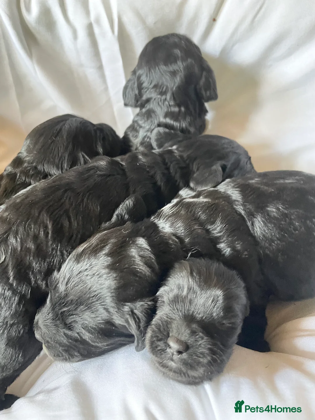 Sproodle dogs for sale: Sproodle Pups Ready Now Springer XMinature Poodle  in Rotherham - Advert 2