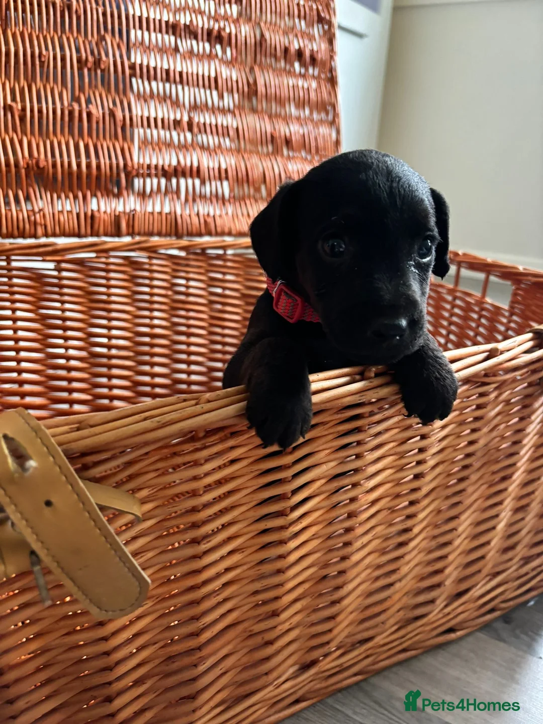 Mixed Breed dogs for sale: Cross Lakeland terrier puppies - Advert 2