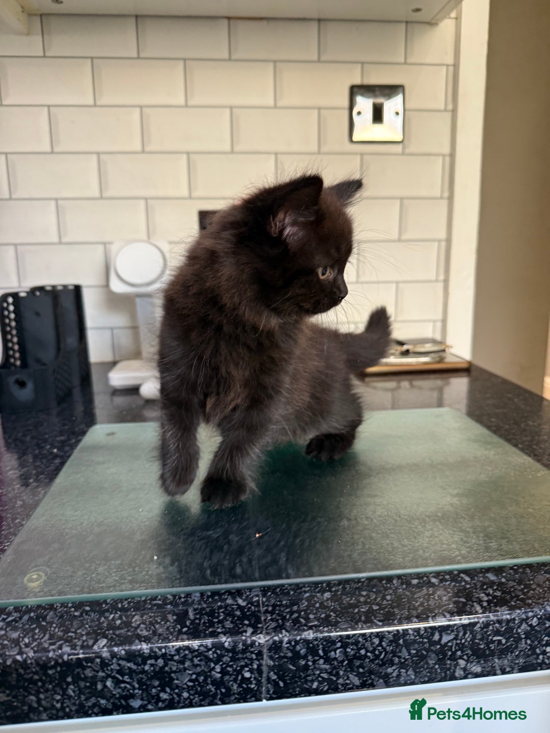 British Longhair cats for sale: British longhair kitten - Image 5