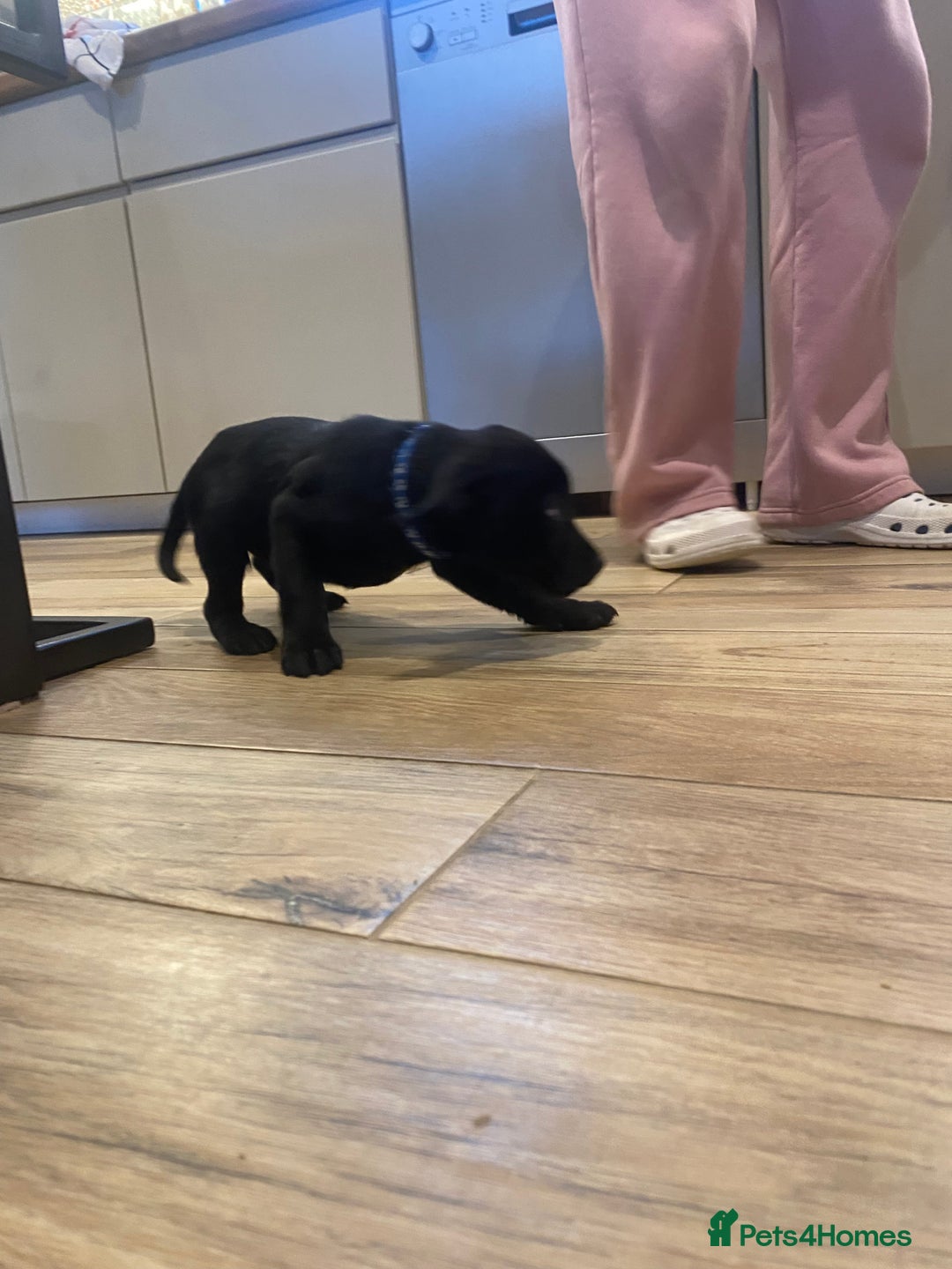 Mixed Breed dogs for sale: Staffordshire bull terrier x lab pups - Advert 9
