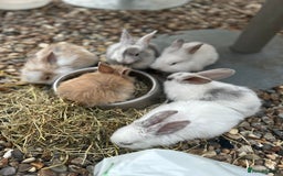 Mixed Breed rabbits for sale: Mixed bunnies - Image 3