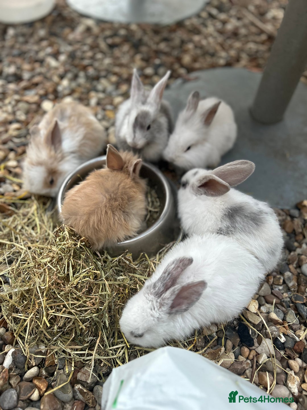 Mixed Breed rabbits for sale: Mixed bunnies - Image 3