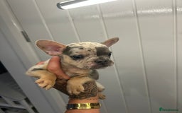 French Bulldog dogs for sale: Ready to go! Beautiful French bulldogs  - Image 23
