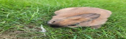 Netherland Dwarf rabbits for sale: 3 sweet Netherland Dwarfs  - Advert 2
