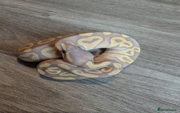 Python Snake reptiles for sale: Royal pythons - Image 3