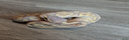 Python Snake reptiles for sale: Royal pythons - Advert 3