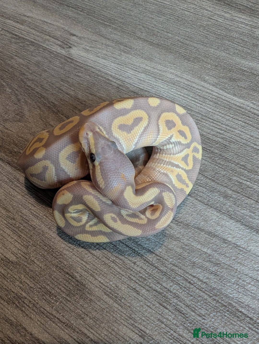 Python Snake reptiles for sale: Royal pythons - Image 3