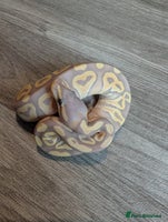 Python Snake reptiles - Advert 6