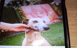 Lurcher dogs for sale: Bedlington greyhound whippet pups  - Advert 5