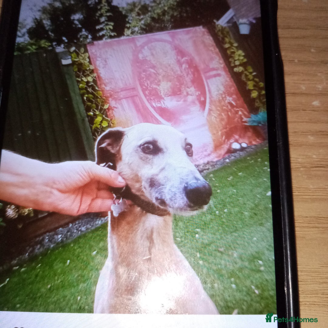 Lurcher dogs for sale: Bedlington greyhound whippet pups  - Advert 5