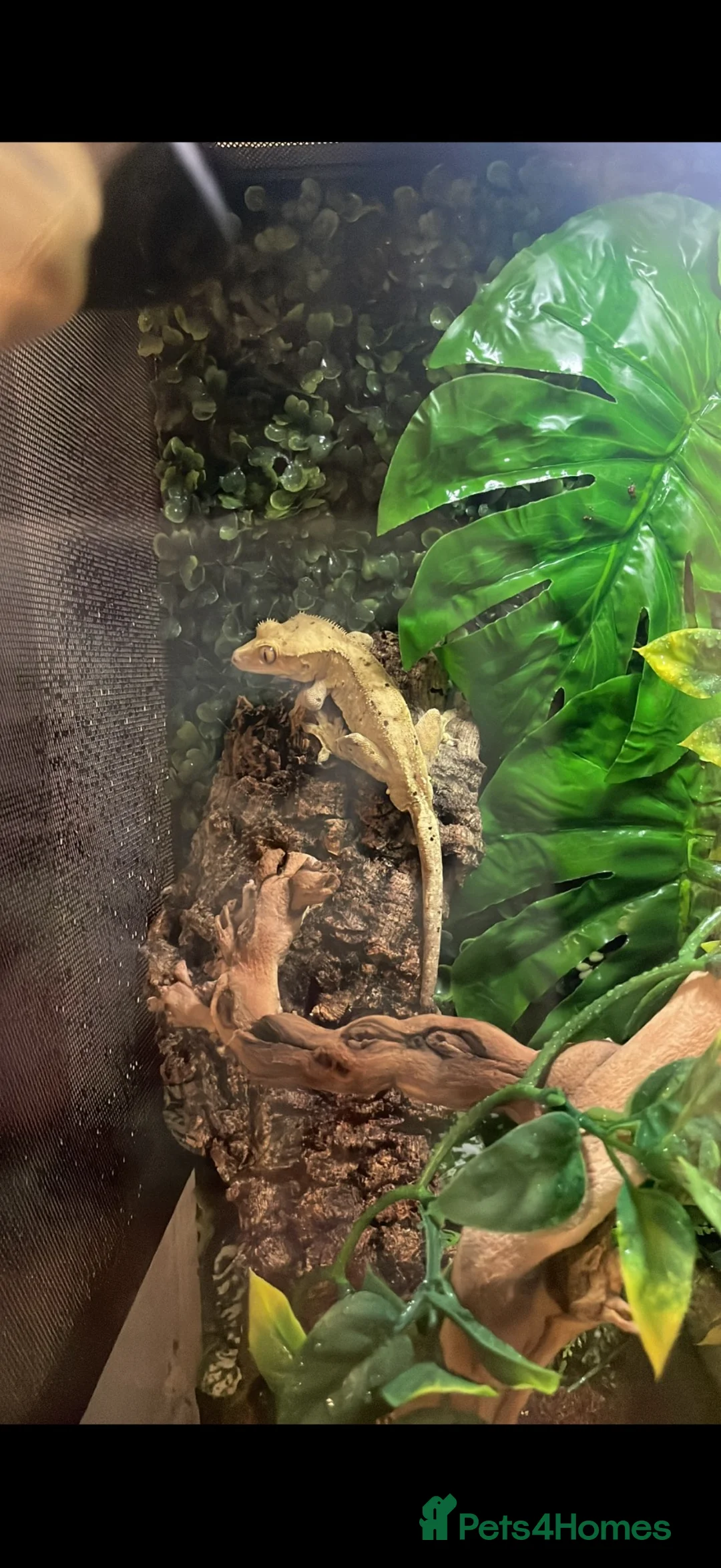 Gecko reptiles for sale: Crested Gecko in Pontypridd - Advert 4