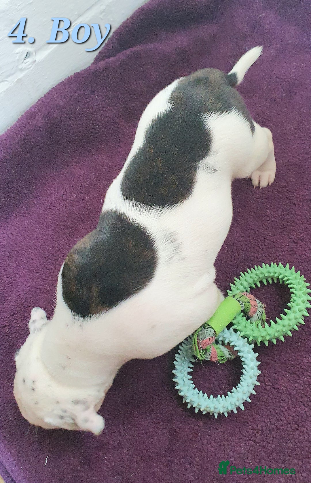 Mixed Breed dogs for sale: English/American Staffy Pups - Image 8