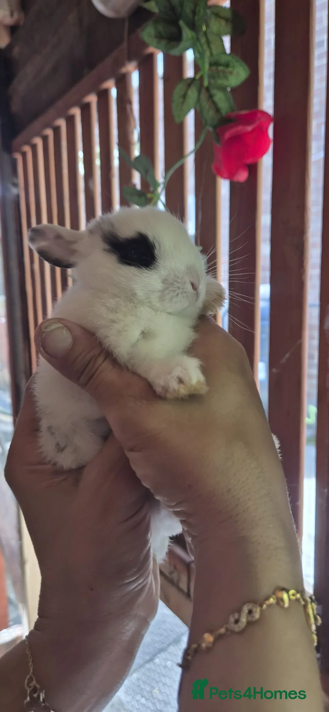 Rex rabbits for sale: Friendly male rabbit - Advert 2