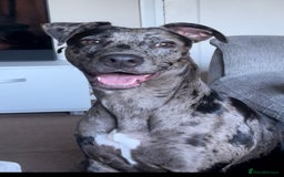 Mixed Breed dogs for sale: Beautiful girl looking for a new loving home  - Image 2