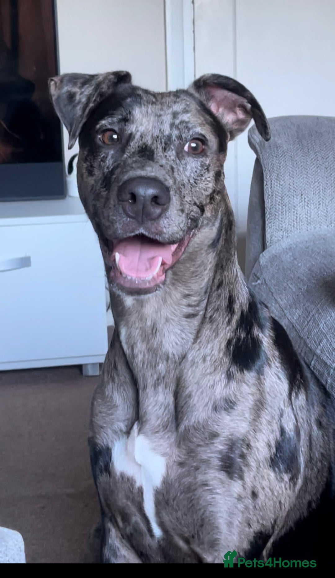 Mixed Breed dogs for sale: Beautiful girl looking for a new loving home  - Image 2