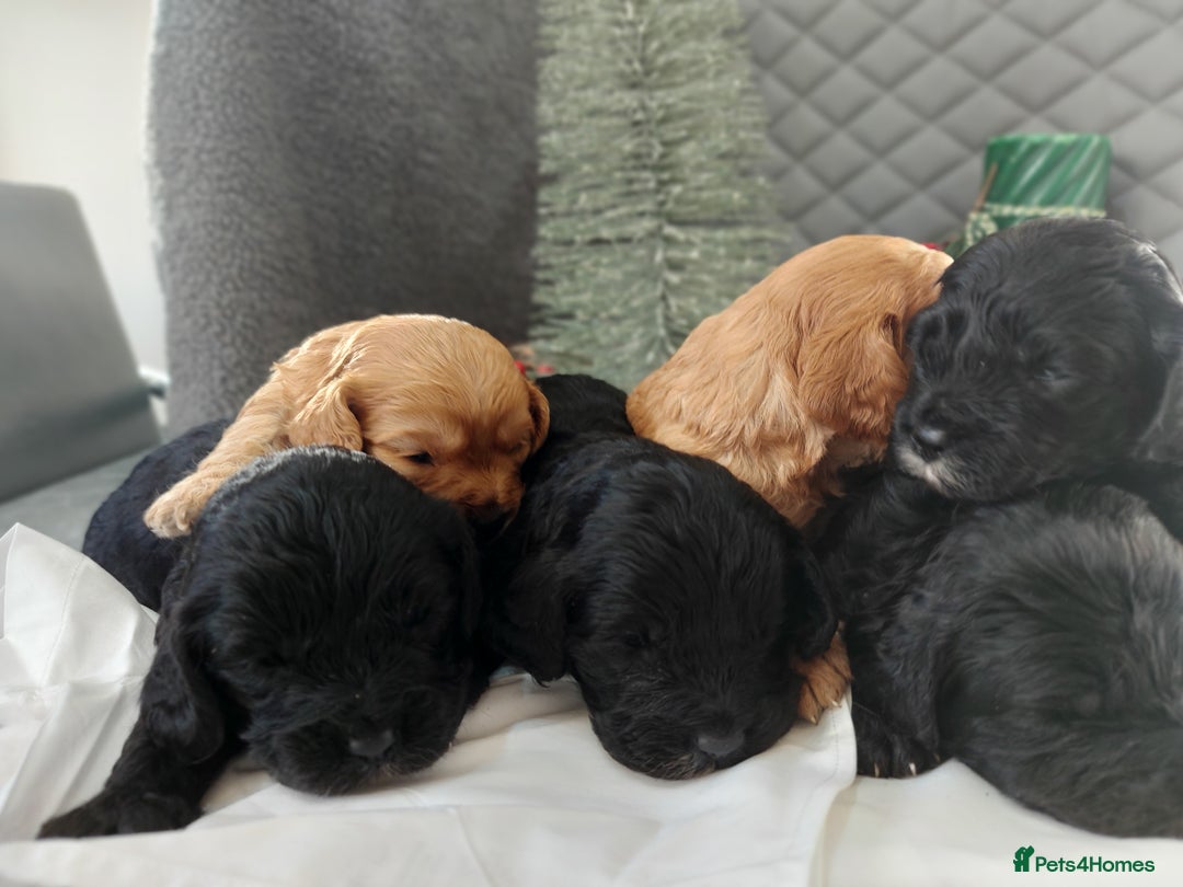 Cavapoo dogs for sale: F1 Cavapoo puppies  - Advert 11