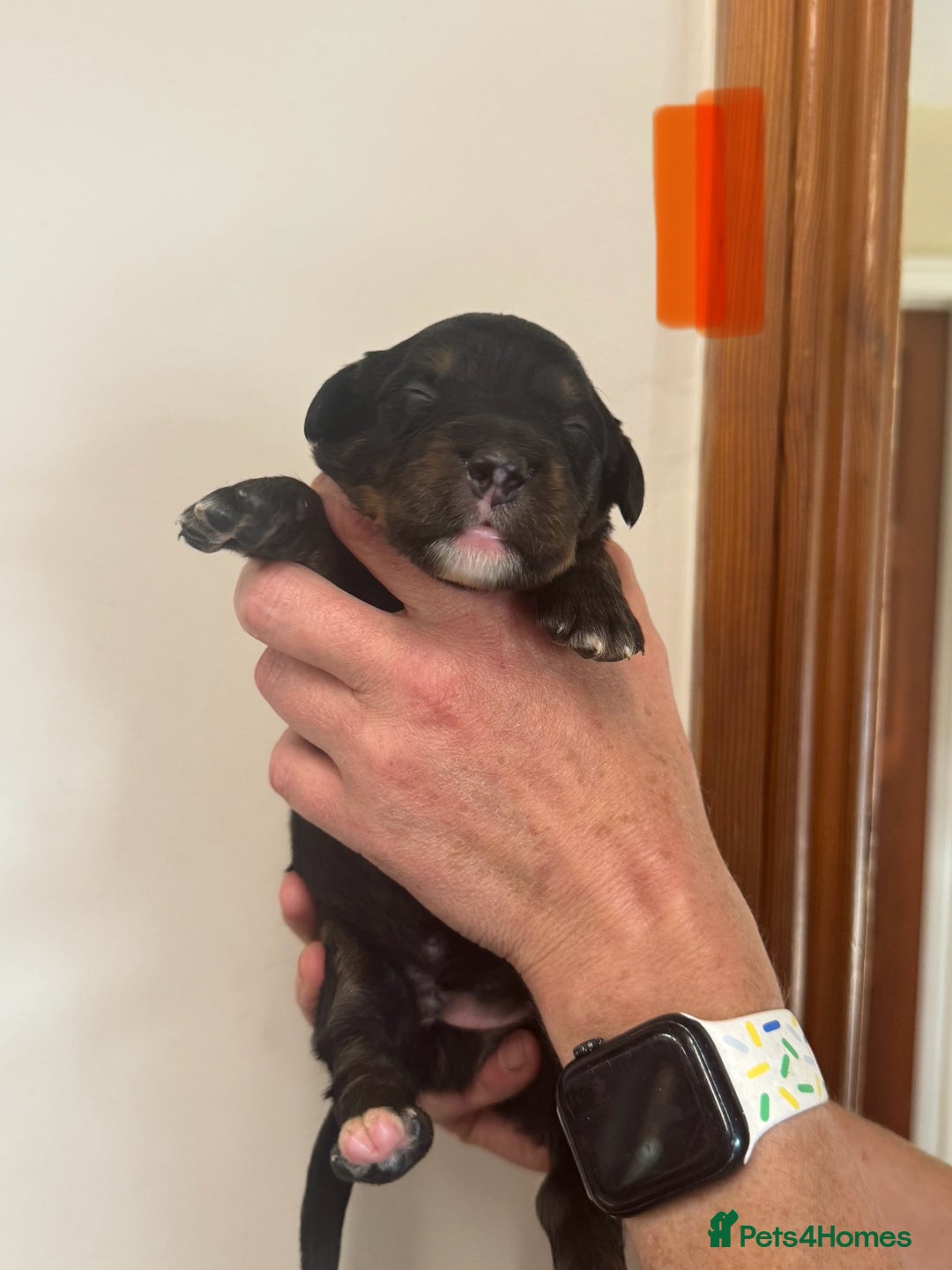 Mixed Breed dogs for sale: Labernese x Bernese mountain dog puppies  - Image 21