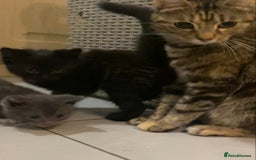 British Shorthair cats for sale: 6 kittens mixture of colours, bred from house cat  - Image 17