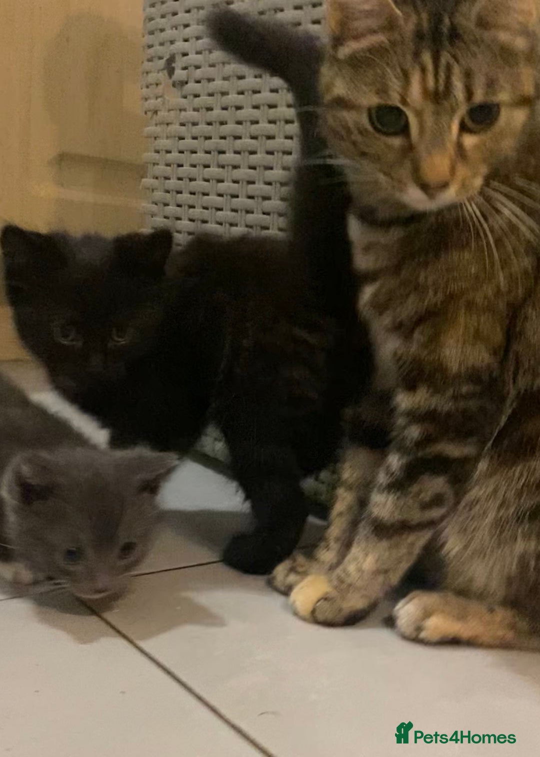British Shorthair cats for sale: 6 kittens mixture of colours, bred from house cat  - Image 17