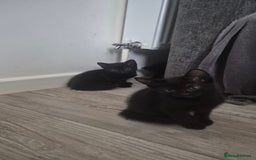 Mixed Breed cats for sale: Kittens  - Image 2