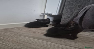 Mixed Breed cats - Advert 12