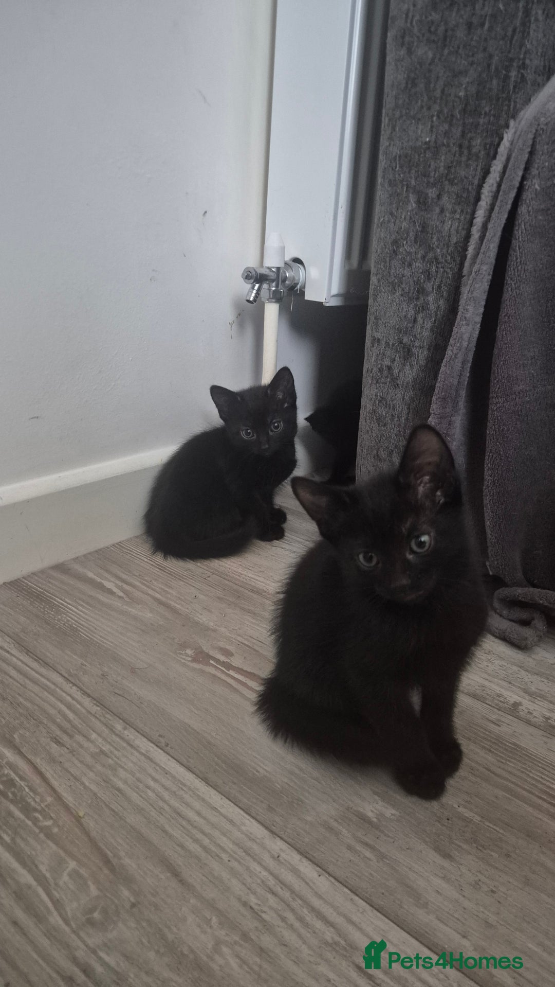 Mixed Breed cats for sale: Kittens  - Image 2