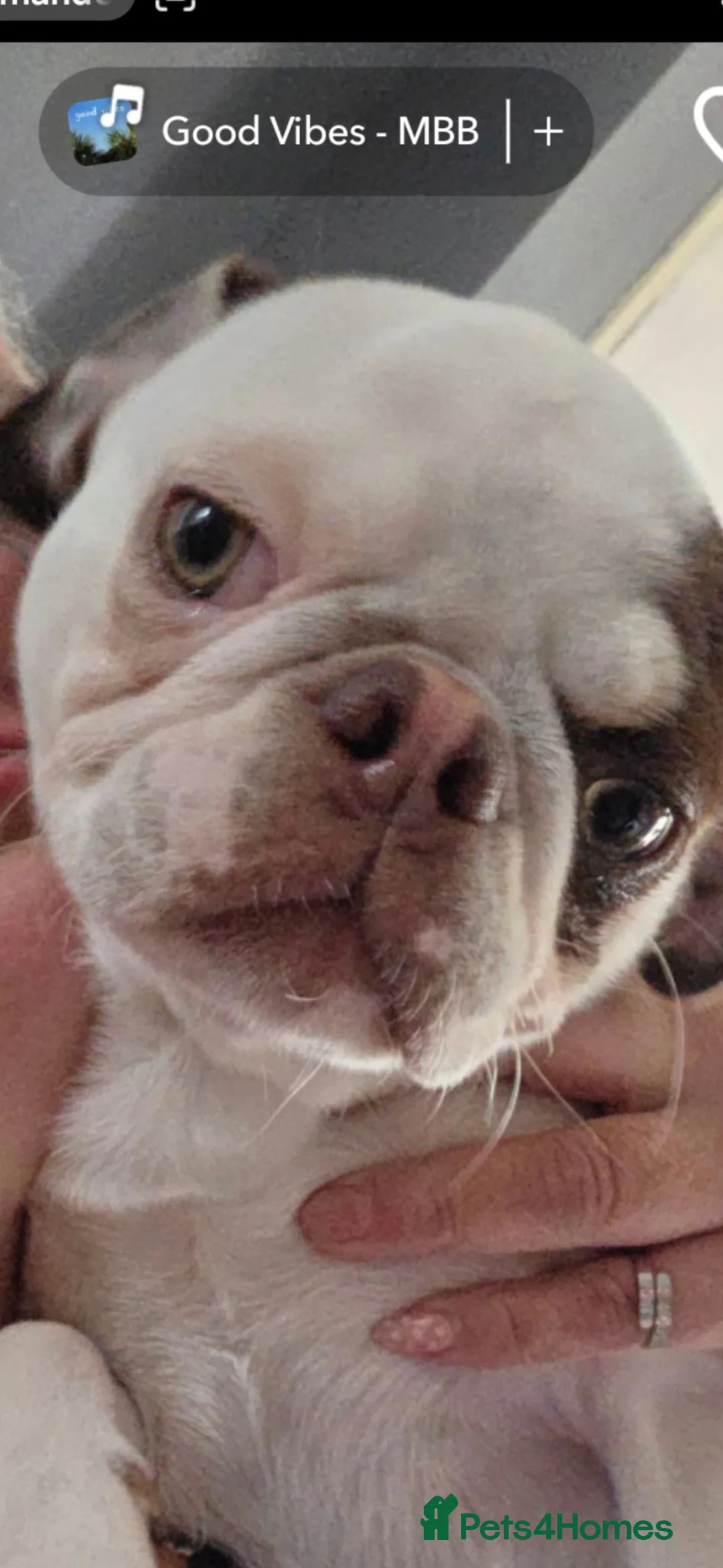 Mixed Breed dogs for sale: Pug cross - Advert 10