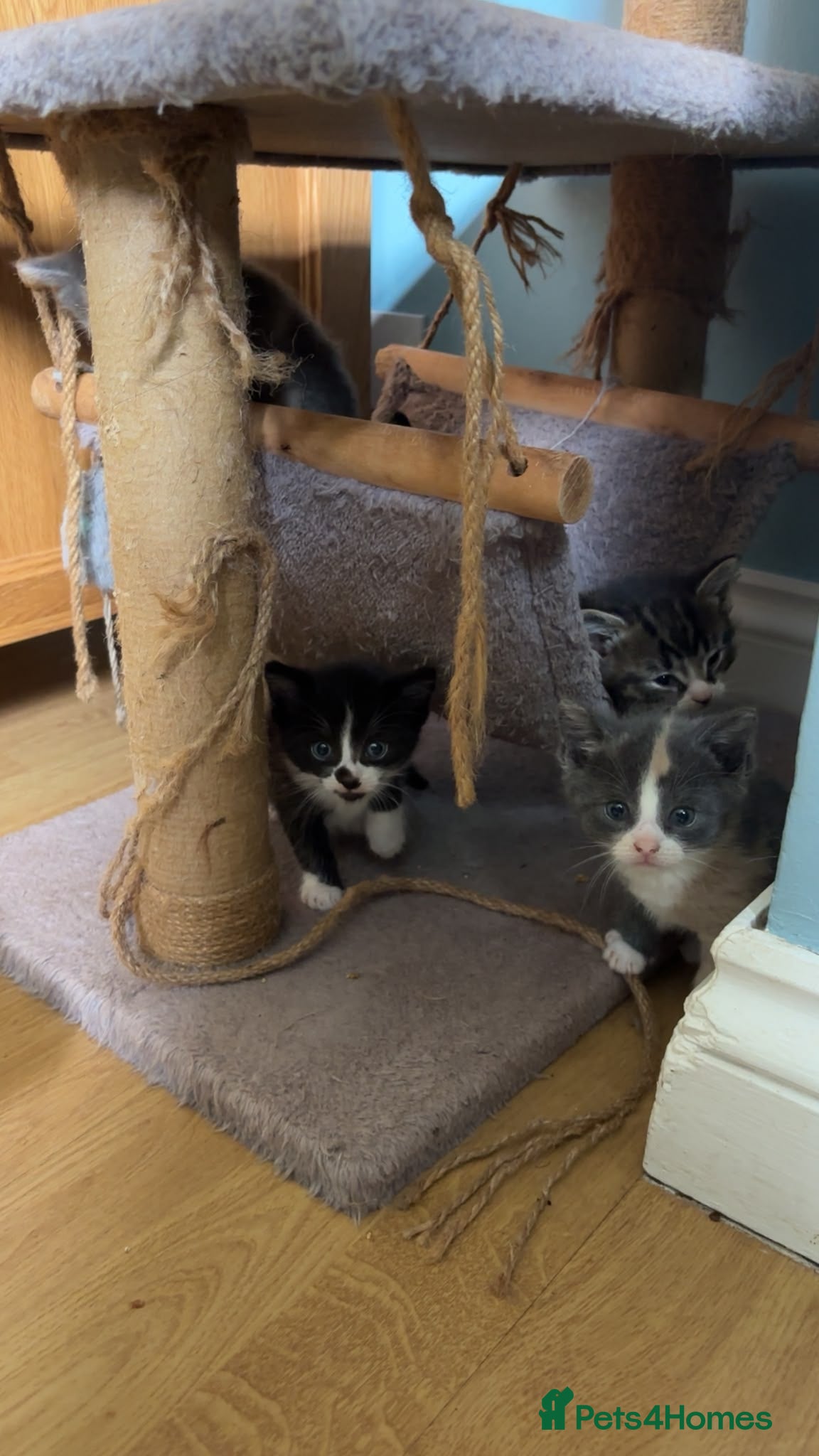 Mixed Breed cats for sale: Gorgeous tri coloured kittens - Advert 3