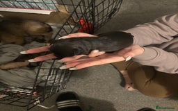Mixed Breed dogs for sale: 2 female 3/4 jack russsel 1/4 cockapoo - Image 4