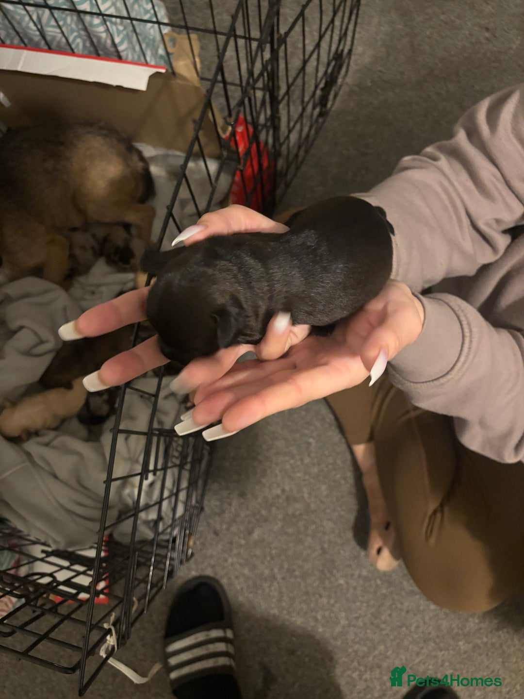 Mixed Breed dogs for sale: 2 female 3/4 jack russsel 1/4 cockapoo - Image 4