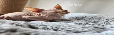 Sphynx 3