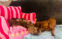 Miniature Dachshund dogs for sale: Stunning minature dachshund puppies - Image 25