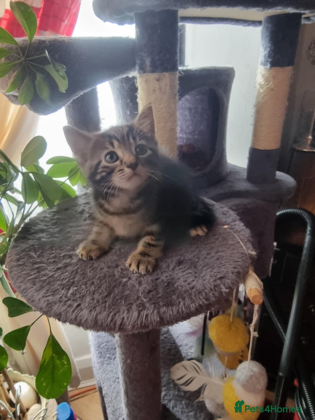 Mixed Breed cats for sale: kittens - Image 7