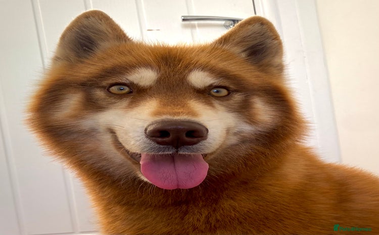 Siberian Husky dogs in Warwick - Advert 11