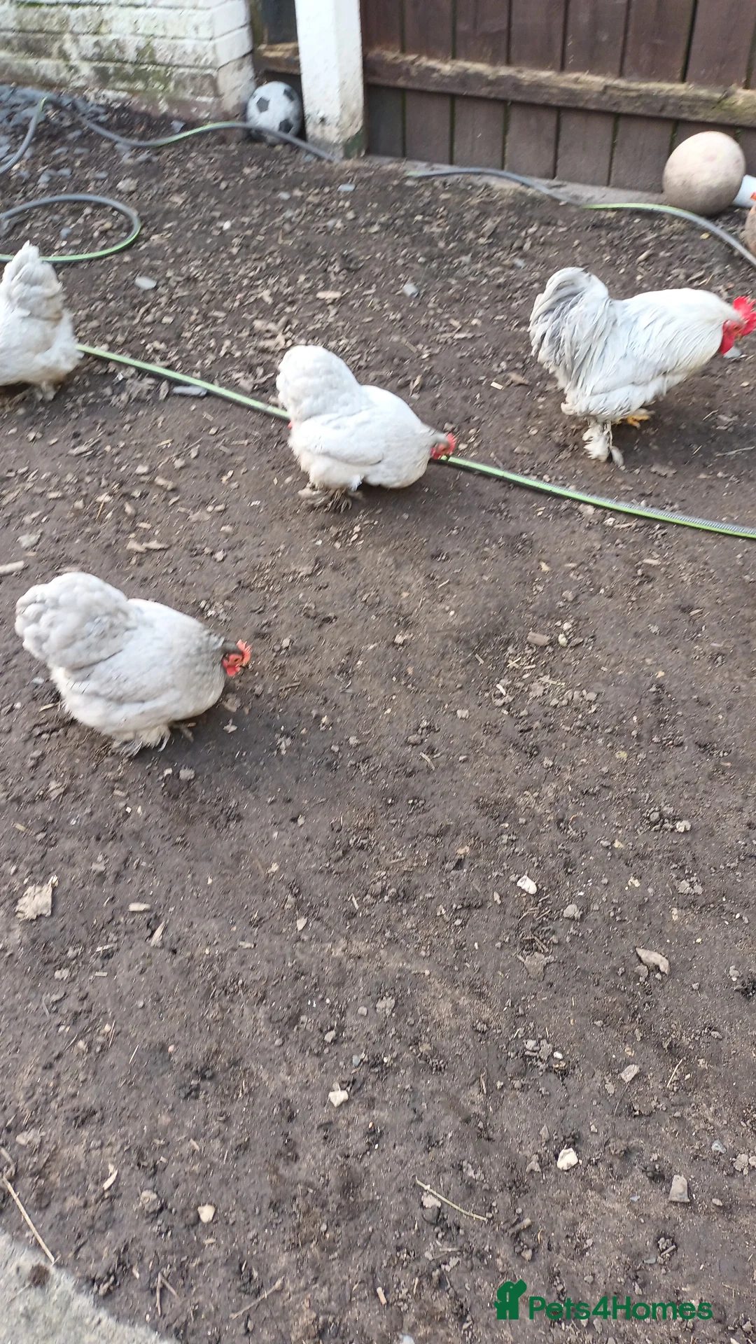 Chickens poultry for sale: Trio of a cockrel and 2 hens  - Advert 2