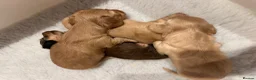 Miniature Dachshund dogs for sale: Stunning long haired miniature dachshund  - Advert 10