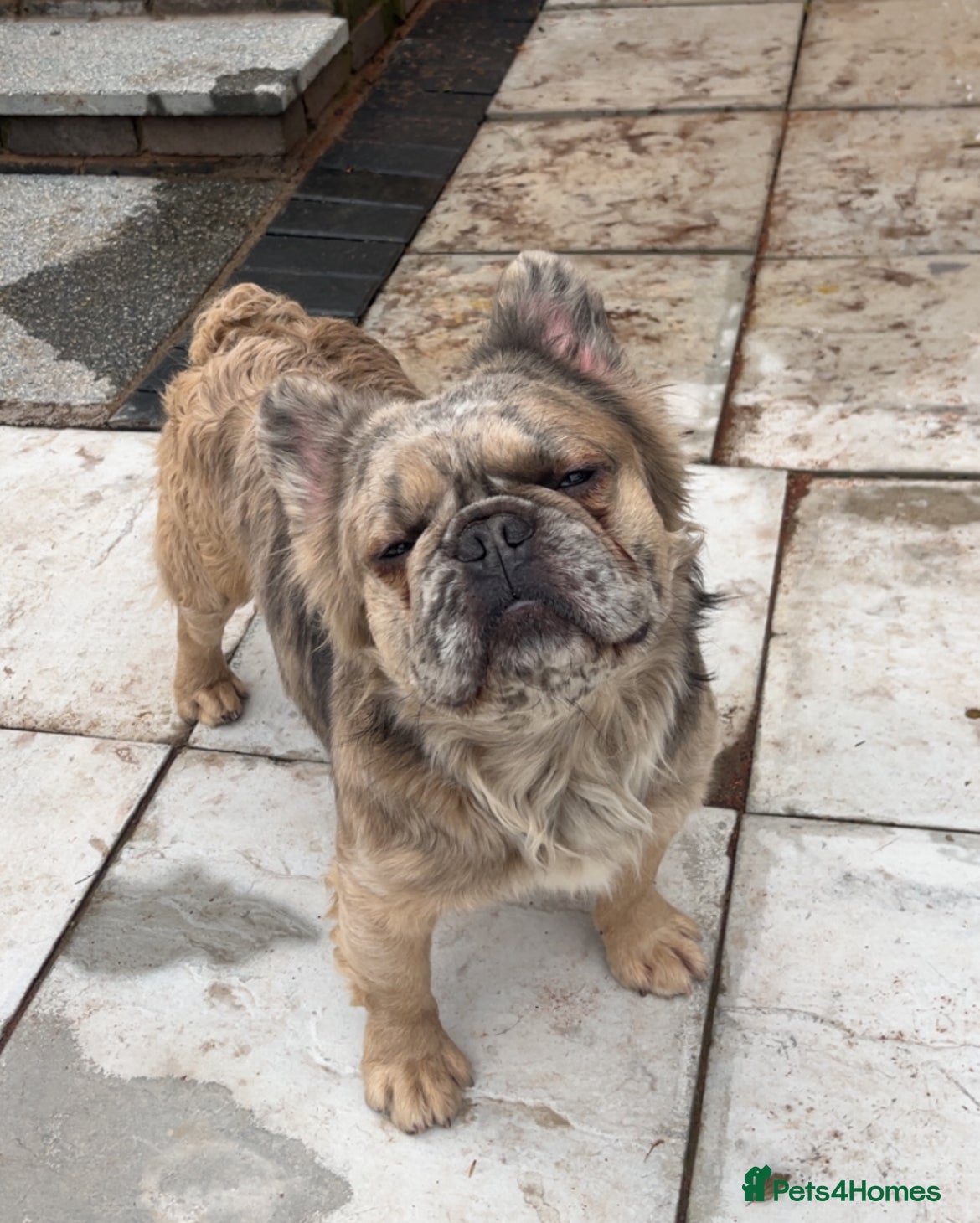 French Bulldog dogs Fluffy frenchie  - Advert 5