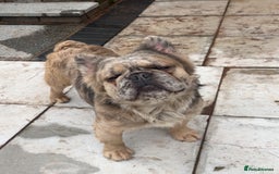 French Bulldog dogs for stud: Fluffy frenchie  - Advert 1
