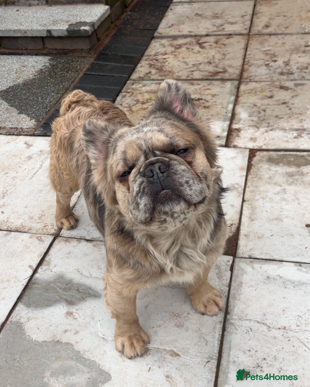 French Bulldog dogs for stud: Fluffy frenchie  - Advert 1