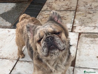 French Bulldog dogs Fluffy frenchie - Advert 1