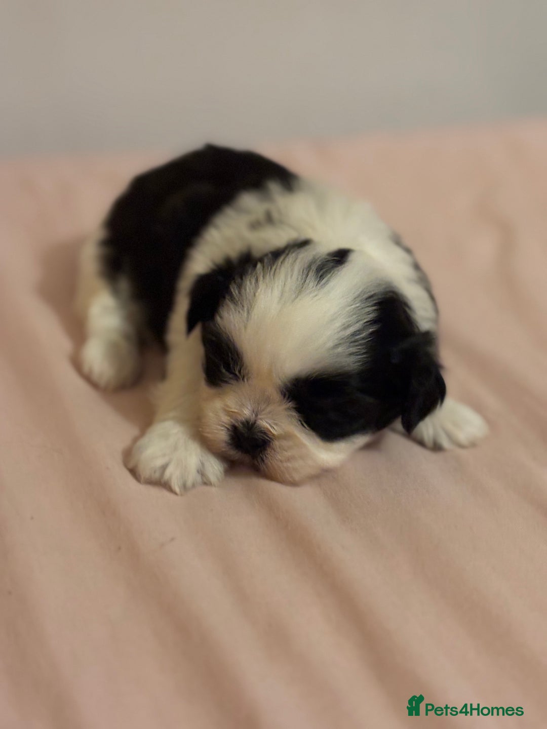 Shih Tzu dogs for sale: Shih Tzu puppies - Advert 6