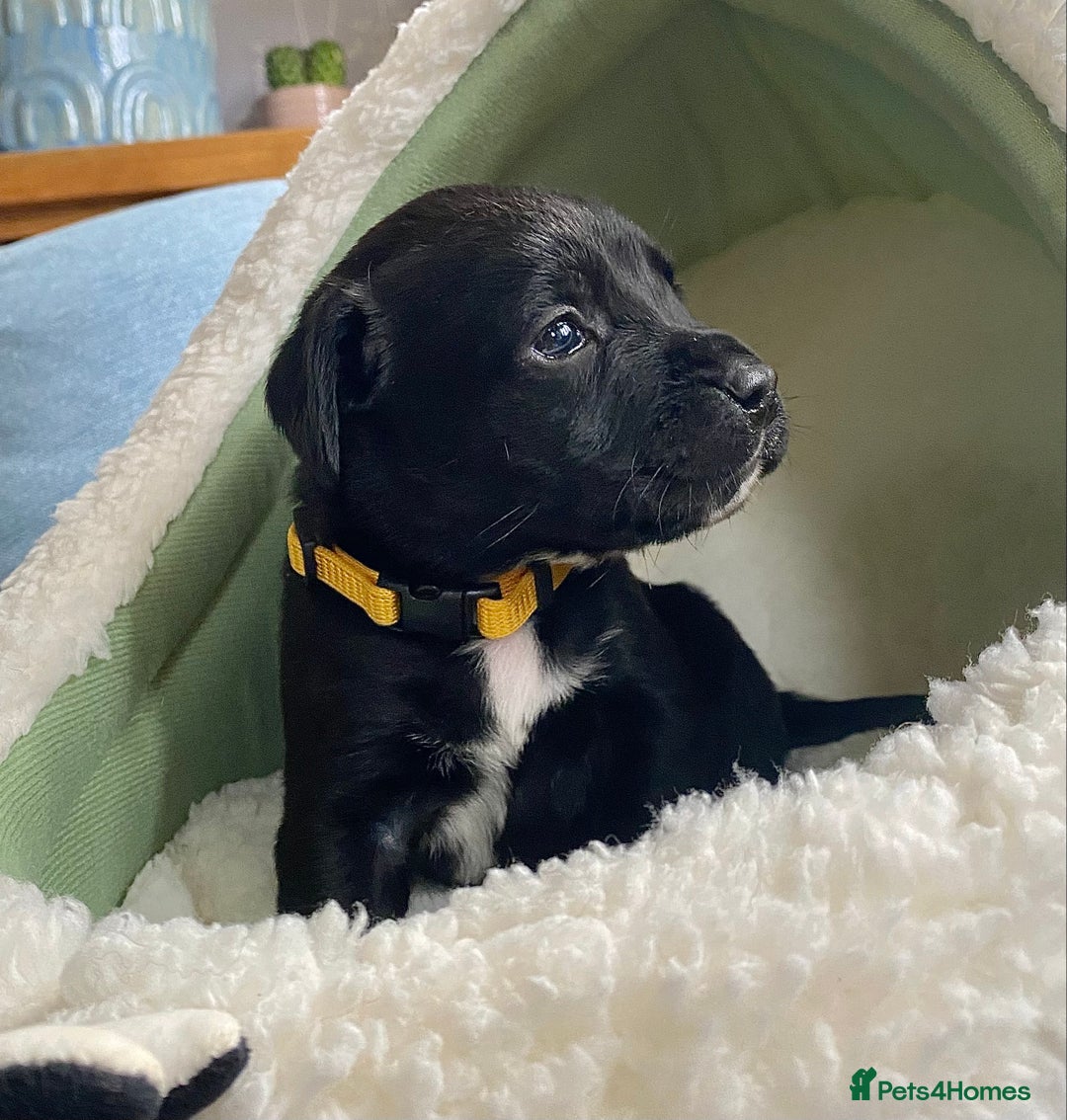 Springador dogs for sale: STUNNING SPRINGADOR PUPPIES  - Image 21