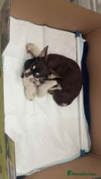 Chihuahua dogs - Advert 9